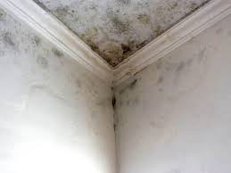  Elida, OH Mold Inspection Pros