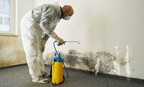 Why You Should Choose Our Mold Remediation Services in Elida, OH