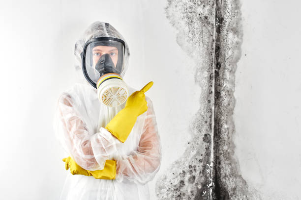 Best Black Mold Removal  in Elida, OH