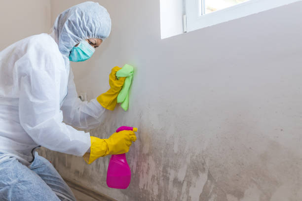 Best Mold Remediation for Healthcare Facilities  in Elida, OH