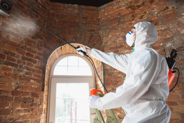 Best Emergency Mold Remediation  in Elida, OH